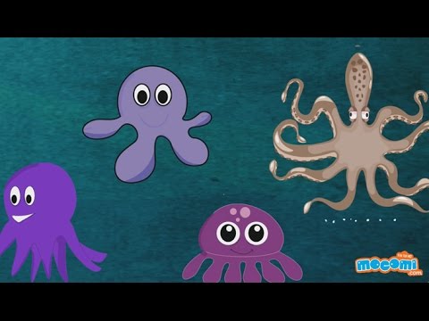 facts about octopus for kids